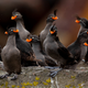 Seabirds.
